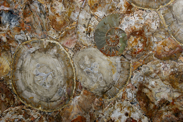 Brown Petrified Wood - Браун Петрифайд Вуд