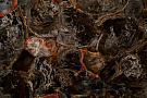 Black Petrified Wood - Блэк Петрифайд Вуд