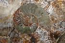Brown Petrified Wood - Браун Петрифайд Вуд от Нэнси