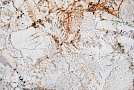 Blanc Do Blanc Ultratop - Бланк до Бланк Ультратоп